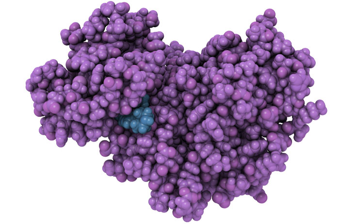 petite molécule dans le site actif d'une enzyme