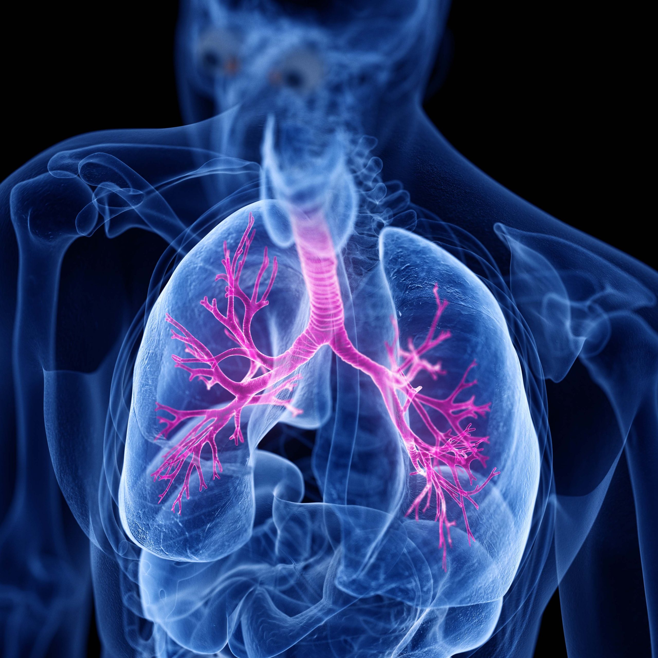 3d rendered medically accurate illustration of the bronchi