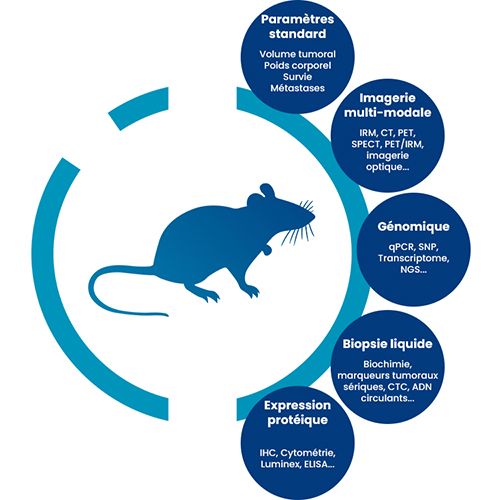 De nombreux marqueurs disponible pour l'évaluation de la preuve de concept (PoC) en oncologie | Oncodesign