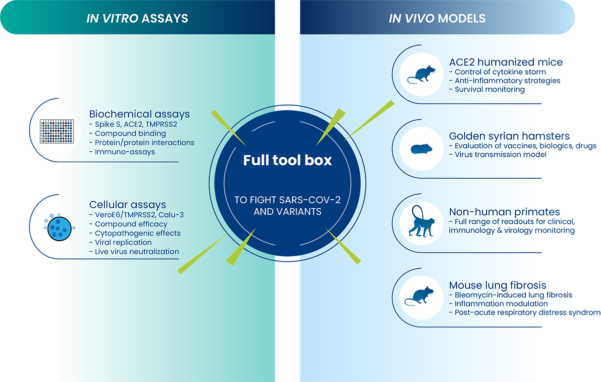 In vitro and In vivo models of SARS-CoV2 | Preclinical Services of COVID-19