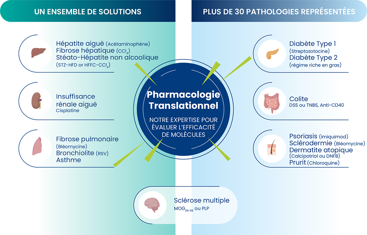 SOLO PoC Inflammation | Un large choix de modèle préclinique d'inflammation et auto-immuns