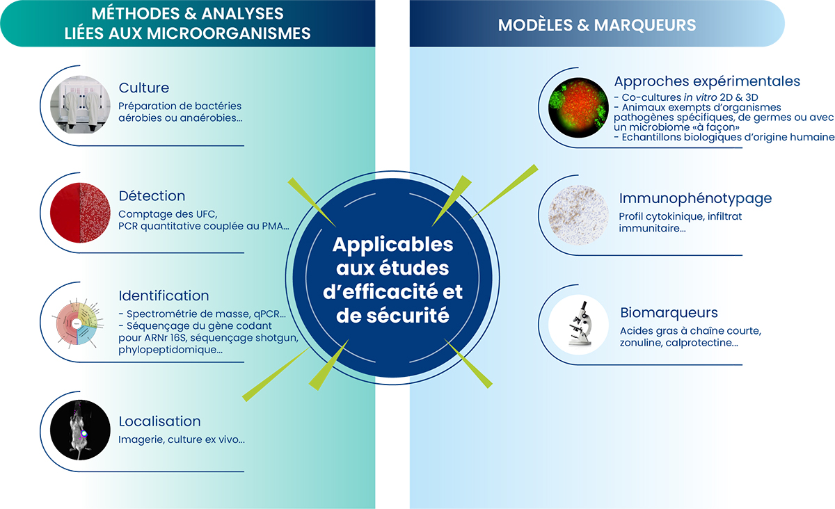 Etude du rôle du microbiome, Modèles et Marqueurs à Oncodesign