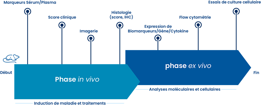 Exemple typique d'étude préclinique en inflammation