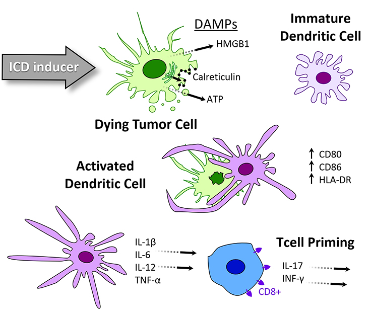 Representation of Immunogenic cell death inducer | Oncodesign