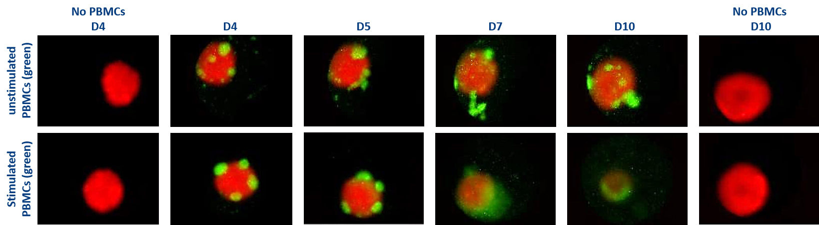 Tcell-cytotoxicity-assay-flow